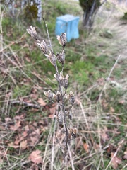 Camassia quamash