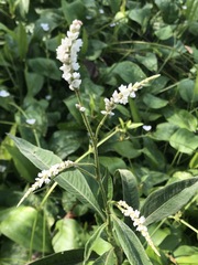 Persicaria attenuata