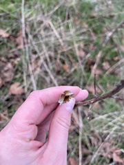 Camassia quamash