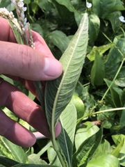 Persicaria attenuata