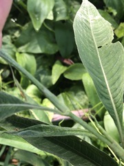 Persicaria attenuata