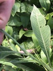 Persicaria attenuata