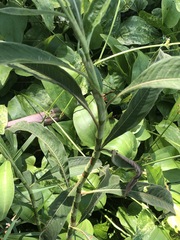 Persicaria attenuata