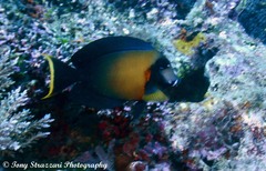 Acanthurus pyroferus