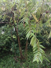 Callicarpa pilosissima