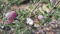 Isopogon