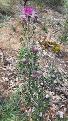 Isopogon