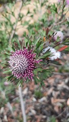 Isopogon