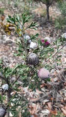 Isopogon