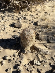 Escobaria chlorantha