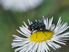 Lucilia illustris