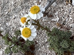 Perityle crassifolia