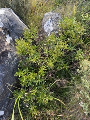 Traversia baccharoides