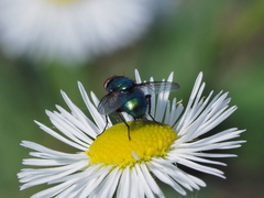Lucilia illustris