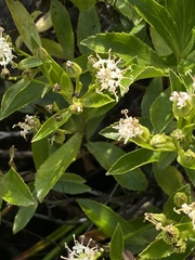 Traversia baccharoides