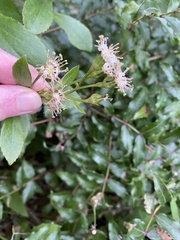 Traversia baccharoides