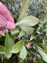 Traversia baccharoides