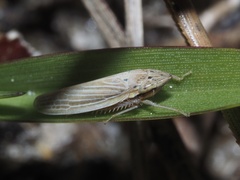 Draeculacephala septemguttata