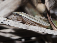 Draeculacephala septemguttata