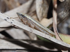 Draeculacephala septemguttata