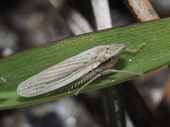 Draeculacephala septemguttata