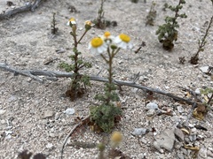 Perityle crassifolia