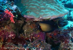 Acanthurus pyroferus