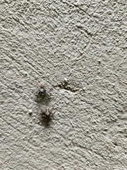 Mexigonus