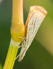 Agriphila plumbifimbriellus