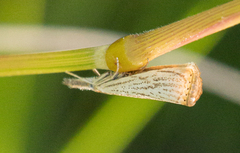 Agriphila plumbifimbriellus