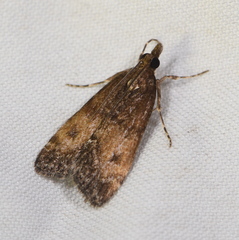 Eudonia asterisca