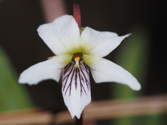 Viola lanceolata