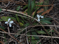 Viola lanceolata