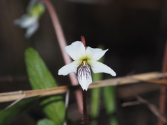Viola lanceolata