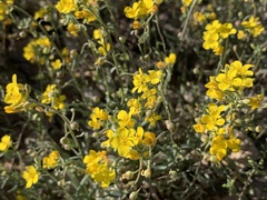 Physaria tenella
