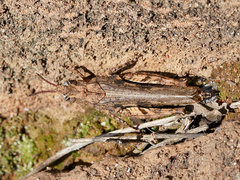 Chimarocephala pacifica