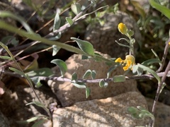 Physaria tenella