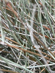 Ephedra aspera