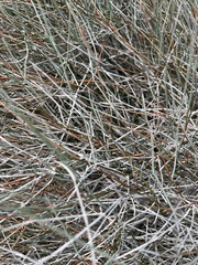 Ephedra aspera