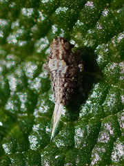 Danepteryx