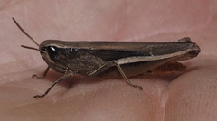 Amblytropidia
