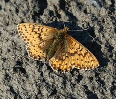 Boloria polaris