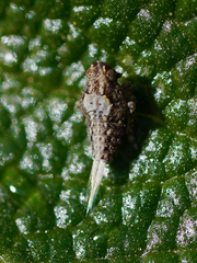 Danepteryx