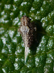 Danepteryx