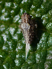 Danepteryx