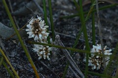 Lomandra juncea