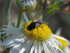 Leucostoma