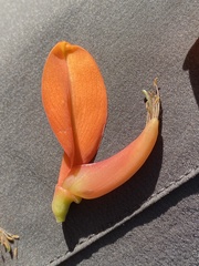 Erythrina poeppigiana