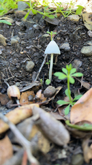 Conocybe