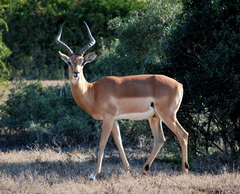 Aepyceros melampus